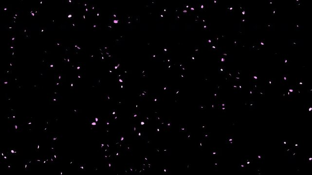 桜の花びらが舞い散る、4K画質、背景透過のループ素材