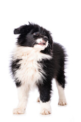 Border Collie Welpe steht isoliert auf wei&szlig;em Grund und sieht nach oben
