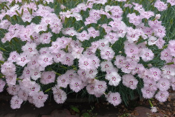 Profuse light pink flowers of Dianthus plumarius in June © Anna