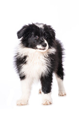 Border Collie Welpe steht isoliert auf wei&szlig;em Grund und sieht zur Kamera