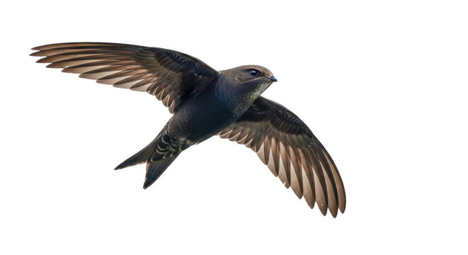 Isolated Common Swift flying with outstretched wings, migratory bird of European cities