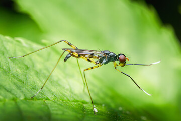 Long-legged fly standing on a vivid green leaf
