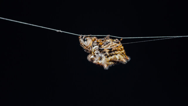 Spider gripping delicate silk thread in darkness