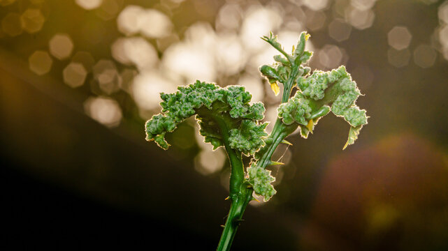 Unique plant stem growing textured green galls