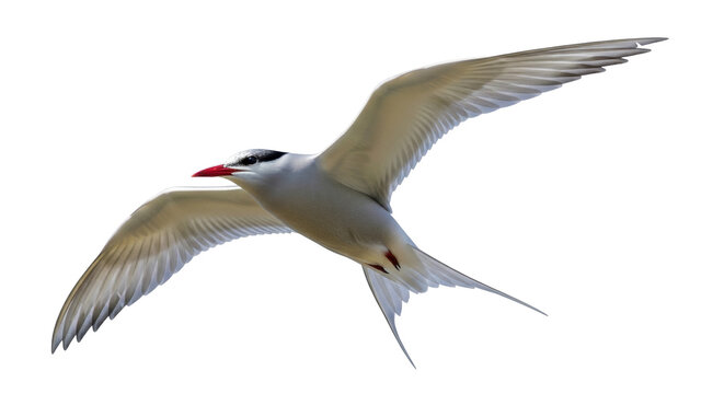 Isolated Arctic Tern in flight gracefully soars without interruption with wings outstretched