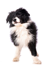 Border Collie Welpe steht isoliert auf wei&szlig;em Grund und sieht nach oben