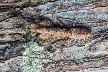 Bark mantis perfectly camouflaging on textured tree bark