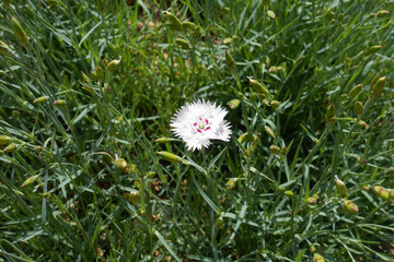 Single white flower of Dianthus plumarius in May © Anna