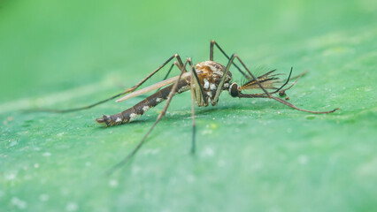 Mosquito standing on green leaf spreading disease