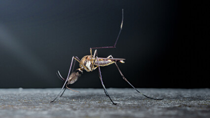 Male mosquito showing intricate insect detail © Pawich Sattalerd