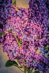 Fototapeta premium Syringa vulgaris, the lilac or common lilac, is a species of flowering plant in the olive family, Oleaceae.