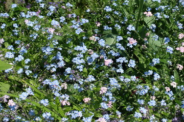 Blue and pink flowers of scorpion grass in mid May © Anna