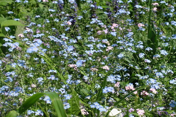 Obraz premium Pastel blue and pink flowers of scorpion grass in mid May