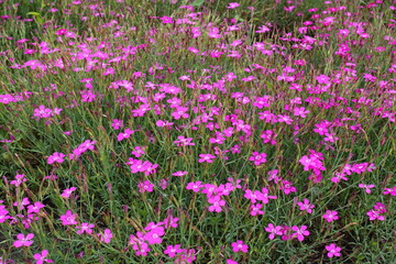 Fototapeta premium Profuse magenta colored flowers of maiden pink in June
