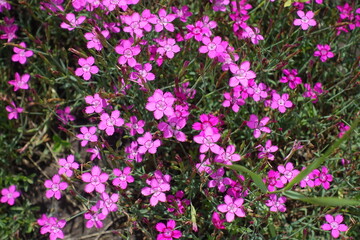 Obraz premium Profusion of magenta colored flowers of maiden pink in June