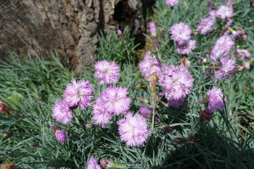 Dianthus with light pink double flowers in June © Anna