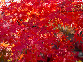 Beautiful Japanese maple Acer japonicum in autumn red in Greece