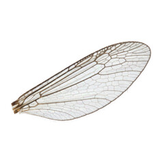 Detailed insect wing close up isolated on black