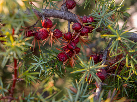 Berries and needles of prickly Juniper Juniperus oxycedrus
