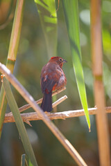 Obraz premium Red-crested finch bird perched on a branch among green leaves with copy space