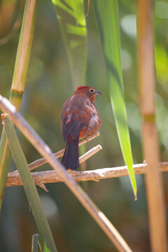 Red-crested finch bird perched on a branch among green leaves with copy space