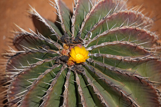 Yellow flower blooming on prickly Ferocactus echidne cactus with sharp thorns