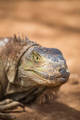 Close up portrait of a green iguana lizard with copy space on blurred background.