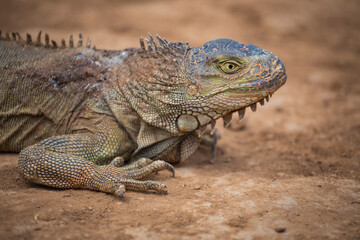 Fototapeta premium Green iguana lizard profile on ground with copy space on blurred background