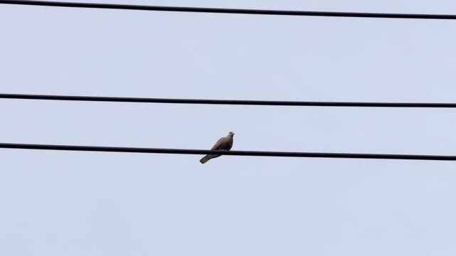 Birds on high-voltage power lines.