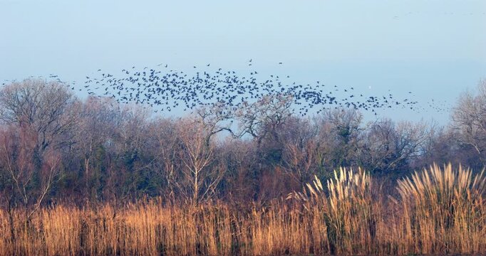 Glossy ibis, Plegadis falcinellus, the Camargue, France