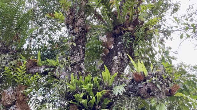  fern is growing on the tree.