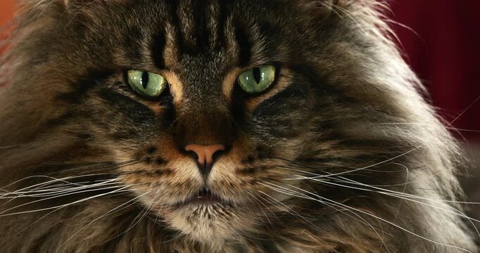 Portrait of one Maine coon cat.
