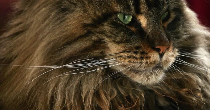 Portrait of one Maine coon cat.