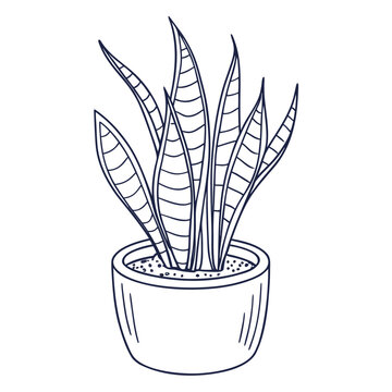 Hand Drawn Snake Plant Illustration in White Pot