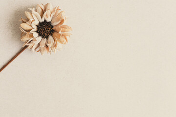 ベージュ　花　背景　フレーム　シンプル　おしゃれ　壁紙　コピースペース