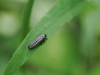 ドロノキハムシの幼虫