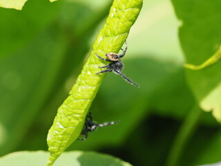 二匹のクモの行動
