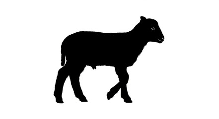 Black Sheep Silhouette Walking Alone. © kadon