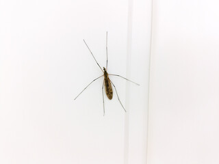 The Tipulidae on a wall.