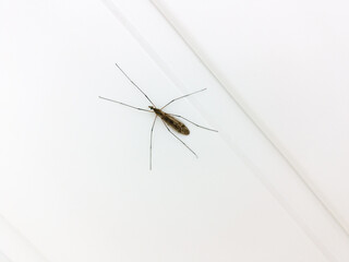 The Tipulidae on a wall.