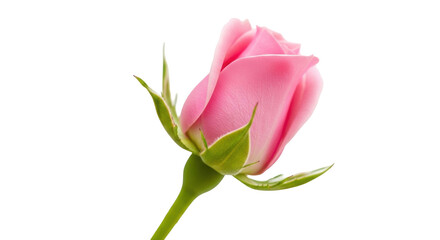 Isolated, a delicate pink rosebud, blooming petals, a lovely nature flower concept
