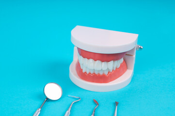 Dental Model and Tools on Blue Background for Educational Purpose on Dentistry