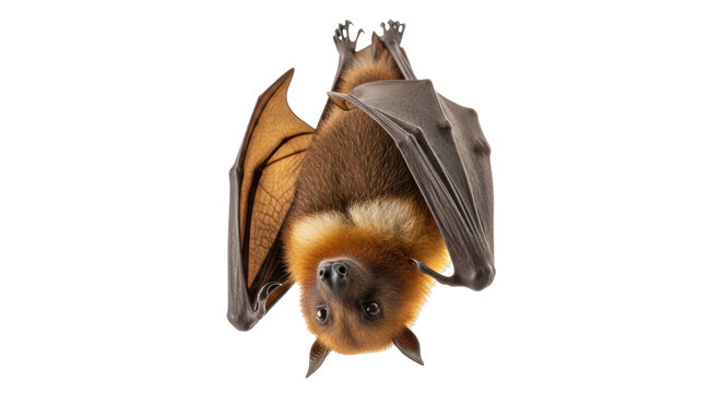 Isolated Brown fruit bat hanging upside down with its wings partially spread open