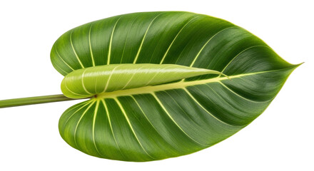Isolated Exotic green leaf of Philodendron Gloriosum plant, a leafy vine with heart shape © Elowen