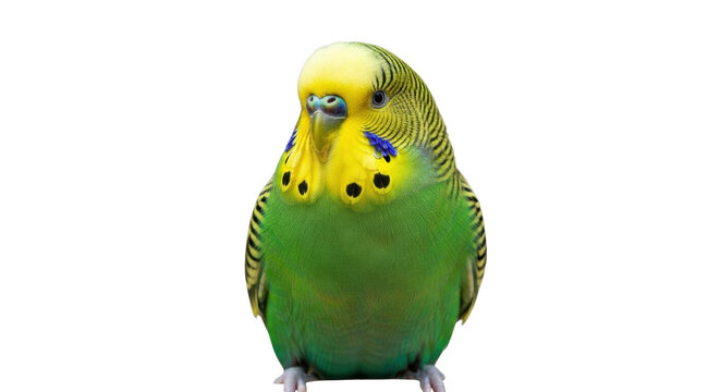 Isolated Budgerigar, a common parakeet, perched and looking at the camera, full shot