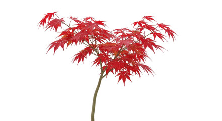 Fototapeta premium Isolated Japanese Maple tree with vibrant crimson foliage in autumn, deciduous shrub