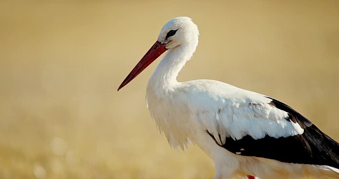 White Stork (Ciconia ciconia) Foraging on Harvested Field at Summer Sunrise, 4K Close-Up Eye Level &ndash; Stuttgart, Baden-W&uuml;rttemberg, Germany, Europe