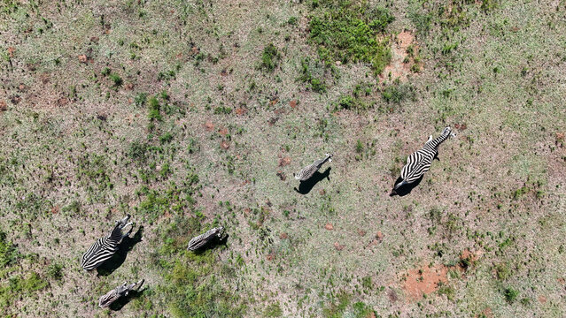 Aerial view of zebras grazing on the dry savanna, their stripes contrasting against the parched earth, a scene of wild beauty, Vaalwater, Limpopo, South Africa.