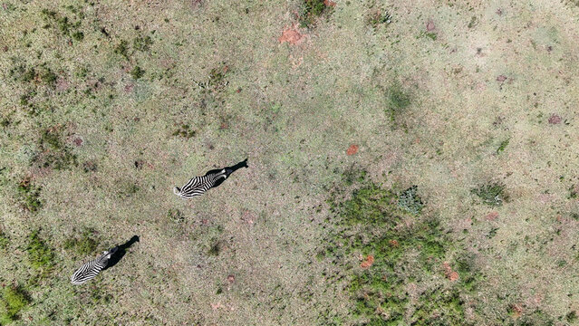 Aerial view of two zebras wander across the contrasting hues of the South African savanna, their shadows stretching long in the afternoon sun, Vaalwater, Limpopo, South Africa.