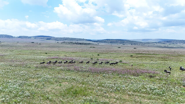 Aerial view of a herd of animals elegantly traversing a vast, open field dotted with sparse vegetation under a boundless sky, Vaalwater, Limpopo, South Africa.